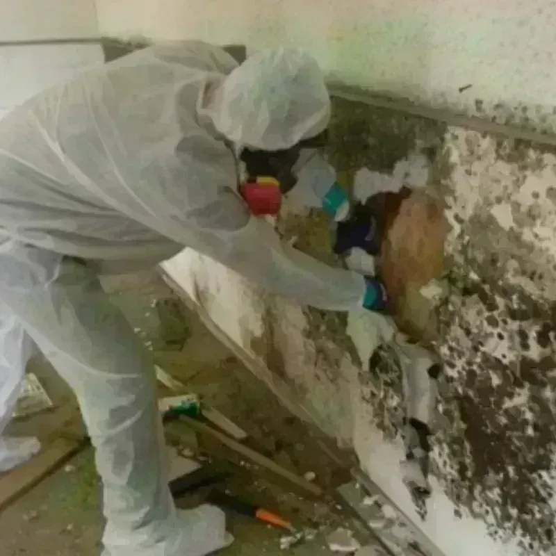 Mold Remediation and Removal in Guilford County, NC